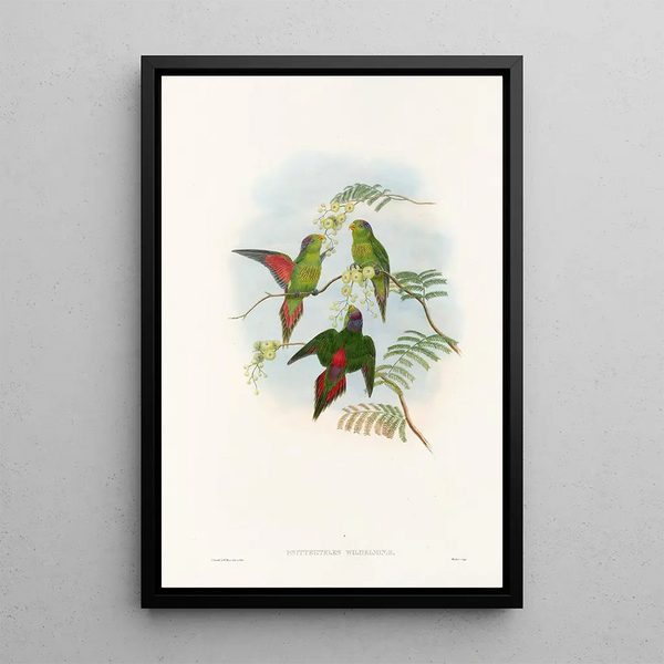 Les Oiseaux de Nouvelle-Guinée et des îles Papoues adjacentes Pl19 - John Gould — framed artwork on a wall
