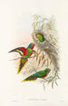 Les Oiseaux de Nouvelle-Guinée et des îles Papoues adjacentes Pl20 - John Gould — artwork view