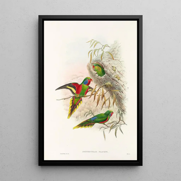 Les Oiseaux de Nouvelle-Guinée et des îles Papoues adjacentes Pl20 - John Gould — framed artwork on a wall