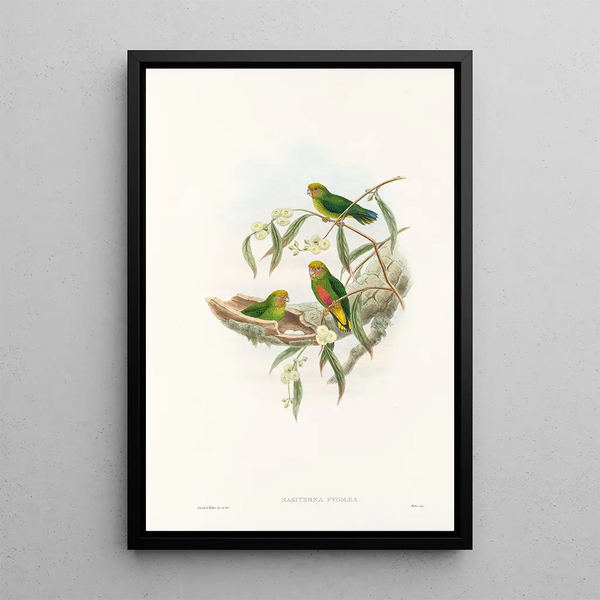Les Oiseaux de Nouvelle-Guinée et des îles Papoues adjacentes Pl21 - John Gould — framed artwork on a wall