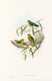 Les Oiseaux de Nouvelle-Guinée et des îles Papoues adjacentes Pl21 - John Gould — artwork view