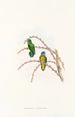 "Les oiseaux de Nouvelle-Guinée et des îles Papoues adjacentes" Pl22 - John Gould — artwork view