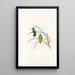 "Les oiseaux de Nouvelle-Guinée et des îles Papoues adjacentes" Pl22 - John Gould — framed artwork on a wall