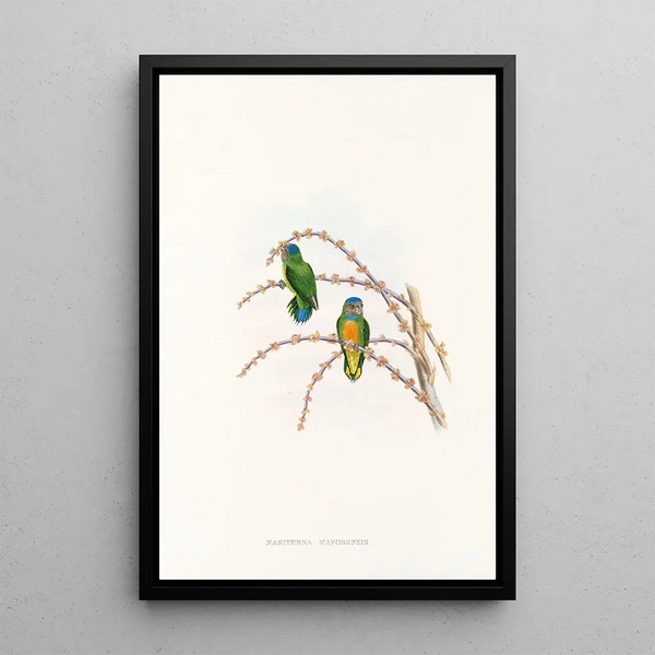 "Les oiseaux de Nouvelle-Guinée et des îles Papoues adjacentes" Pl22 - John Gould — framed artwork on a wall