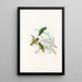 The Birds of New Guinea and Adjacent Papuan Islands Pl23 - John Gould — framed artwork on a wall