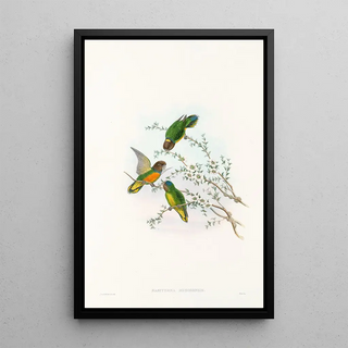 The Birds of New Guinea and Adjacent Papuan Islands Pl23 - John Gould — framed artwork on a wall
