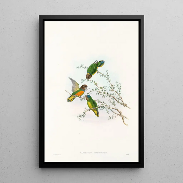The Birds of New Guinea and Adjacent Papuan Islands Pl23 - John Gould — framed artwork on a wall