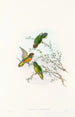 The Birds of New Guinea and Adjacent Papuan Islands Pl23 - John Gould — artwork view