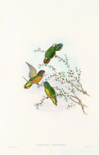 The Birds of New Guinea and Adjacent Papuan Islands Pl23 - John Gould — artwork view