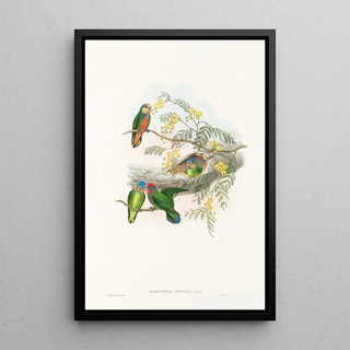 Les oiseaux de Nouvelle-Guinée et des îles Papoues adjacentes Pl24 - John Gould — framed artwork on a wall