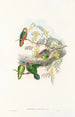 Les oiseaux de Nouvelle-Guinée et des îles Papoues adjacentes Pl24 - John Gould — artwork view