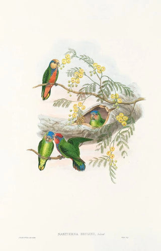 Les oiseaux de Nouvelle-Guinée et des îles Papoues adjacentes Pl24 - John Gould — artwork view