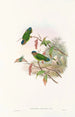 Les oiseaux de Nouvelle-Guinée et des îles Papoues adjacentes Pl25 - John Gould — artwork view