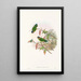 Les oiseaux de Nouvelle-Guinée et des îles Papoues adjacentes Pl25 - John Gould — framed artwork on a wall