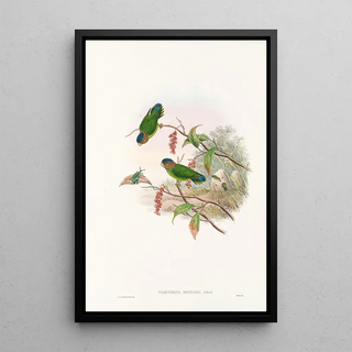 Les oiseaux de Nouvelle-Guinée et des îles Papoues adjacentes Pl25 - John Gould — framed artwork on a wall