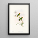 John Gould's Painting "Les oiseaux de Nouvelle-Guinée et des îles Papoues adjacentes" Pl26 — framed artwork on a wall