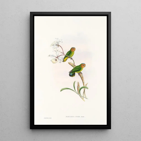 John Gould's Painting "Les oiseaux de Nouvelle-Guinée et des îles Papoues adjacentes" Pl26 — framed artwork on a wall