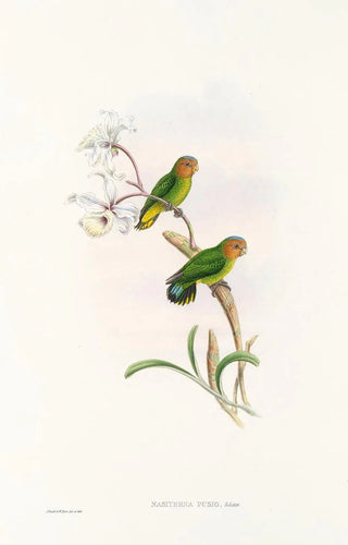John Gould's Painting "Les oiseaux de Nouvelle-Guinée et des îles Papoues adjacentes" Pl26 — artwork view