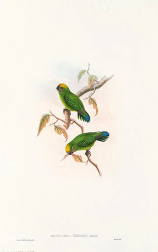 "Les oiseaux de Nouvelle-Guinée et des îles Papoues adjacentes" Pl27 - John Gould — artwork view