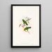 "Les oiseaux de Nouvelle-Guinée et des îles Papoues adjacentes" Pl27 - John Gould — framed artwork on a wall