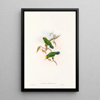 "Les oiseaux de Nouvelle-Guinée et des îles Papoues adjacentes" Pl27 - John Gould — framed artwork on a wall