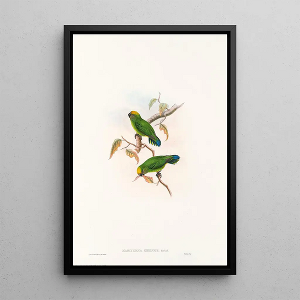 "Les oiseaux de Nouvelle-Guinée et des îles Papoues adjacentes" Pl27 - John Gould — framed artwork on a wall