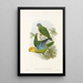 "Les oiseaux de Nouvelle-Guinée et des îles Papoues adjacentes" Pl28 - John Gould — framed artwork on a wall