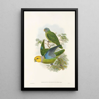 "Les oiseaux de Nouvelle-Guinée et des îles Papoues adjacentes" Pl28 - John Gould — framed artwork on a wall