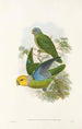 "Les oiseaux de Nouvelle-Guinée et des îles Papoues adjacentes" Pl28 - John Gould — artwork view