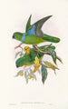 "Les oiseaux de Nouvelle-Guinée et des îles Papoues adjacentes" Pl29 - John Gould — artwork view