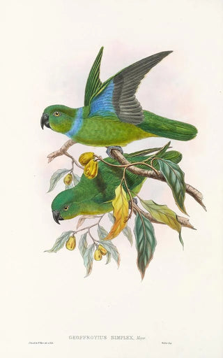 "Les oiseaux de Nouvelle-Guinée et des îles Papoues adjacentes" Pl29 - John Gould — artwork view