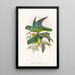 "Les oiseaux de Nouvelle-Guinée et des îles Papoues adjacentes" Pl29 - John Gould — framed artwork on a wall