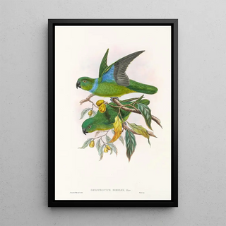 "Les oiseaux de Nouvelle-Guinée et des îles Papoues adjacentes" Pl29 - John Gould — framed artwork on a wall