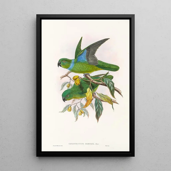 "Les oiseaux de Nouvelle-Guinée et des îles Papoues adjacentes" Pl29 - John Gould — framed artwork on a wall