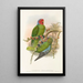 Les oiseaux de Nouvelle-Guinée et des îles Papoues adjacentes Pl30 - John Gould — framed artwork on a wall