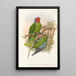 Les oiseaux de Nouvelle-Guinée et des îles Papoues adjacentes Pl30 - John Gould — framed artwork on a wall