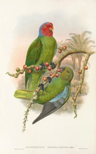 Les oiseaux de Nouvelle-Guinée et des îles Papoues adjacentes Pl30 - John Gould — artwork view