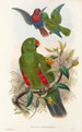the Birds of New Guinea and Adjacent Papuan Islands Pl31 - John Gould — artwork view