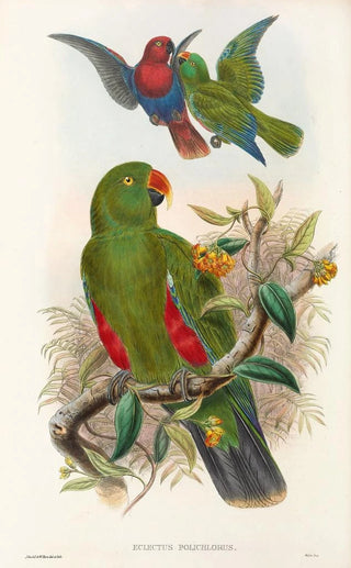 the Birds of New Guinea and Adjacent Papuan Islands Pl31 - John Gould — artwork view