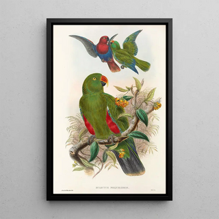 the Birds of New Guinea and Adjacent Papuan Islands Pl31 - John Gould — framed artwork on a wall