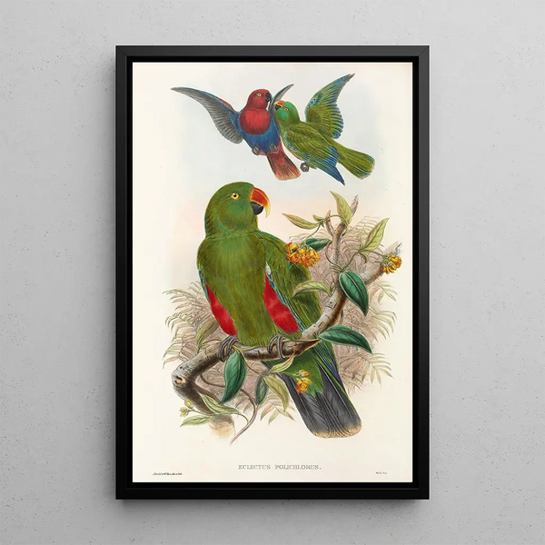 the Birds of New Guinea and Adjacent Papuan Islands Pl31 - John Gould — framed artwork on a wall