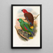 "Les oiseaux de Nouvelle-Guinée et des îles Papoues adjacentes" Pl32 - John Gould — framed artwork on a wall