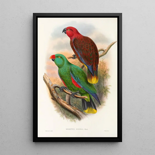 "Les oiseaux de Nouvelle-Guinée et des îles Papoues adjacentes" Pl32 - John Gould — framed artwork on a wall