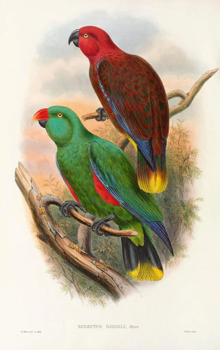 "Les oiseaux de Nouvelle-Guinée et des îles Papoues adjacentes" Pl32 - John Gould — artwork view
