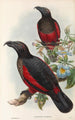 John Gould's Painting "Les oiseaux de Nouvelle-Guinée et des îles Papoues adjacentes Pl33" — artwork view