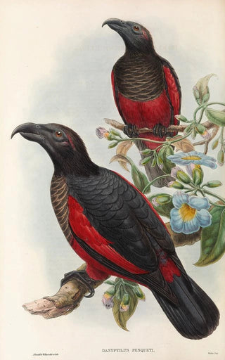 John Gould's Painting "Les oiseaux de Nouvelle-Guinée et des îles Papoues adjacentes Pl33" — artwork view