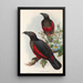 John Gould's Painting "Les oiseaux de Nouvelle-Guinée et des îles Papoues adjacentes Pl33" — framed artwork on a wall