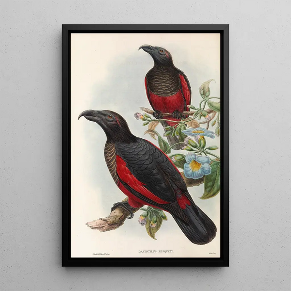 John Gould's Painting "Les oiseaux de Nouvelle-Guinée et des îles Papoues adjacentes Pl33" — framed artwork on a wall
