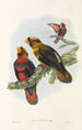 the Birds of New Guinea and Adjacent Papuan Islands Pl34 - John Gould — artwork view