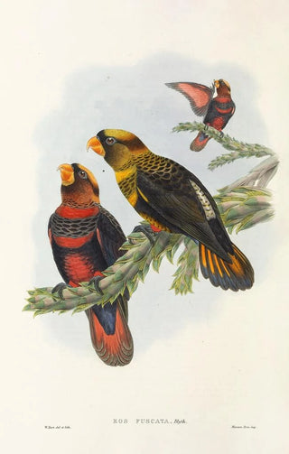 the Birds of New Guinea and Adjacent Papuan Islands Pl34 - John Gould — artwork view